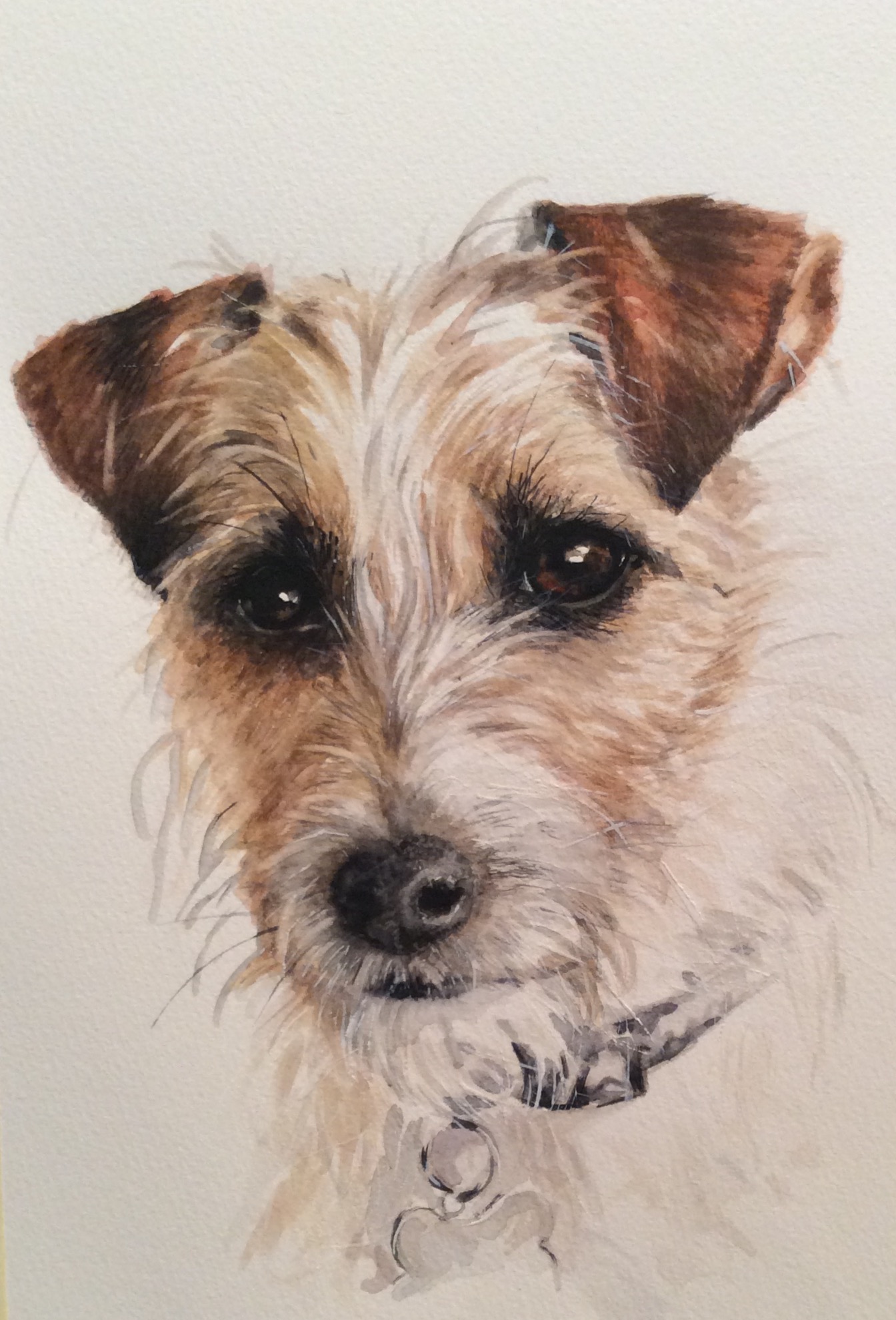 hairy jack russell terrier